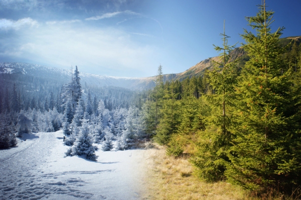 image of winter and summer trees depicting seasonal use of whole house fans