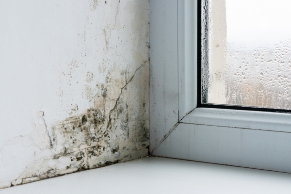 mold in the corner of the window with moisture