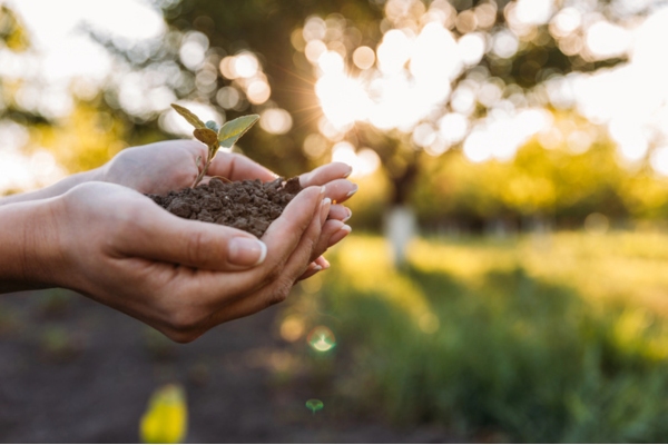 woman's hand holding soil with sprout depicting environmental conditions